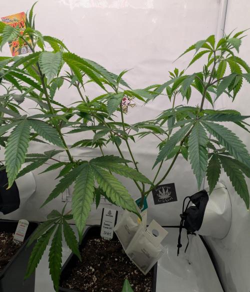 More Banana. Week 0 - #1