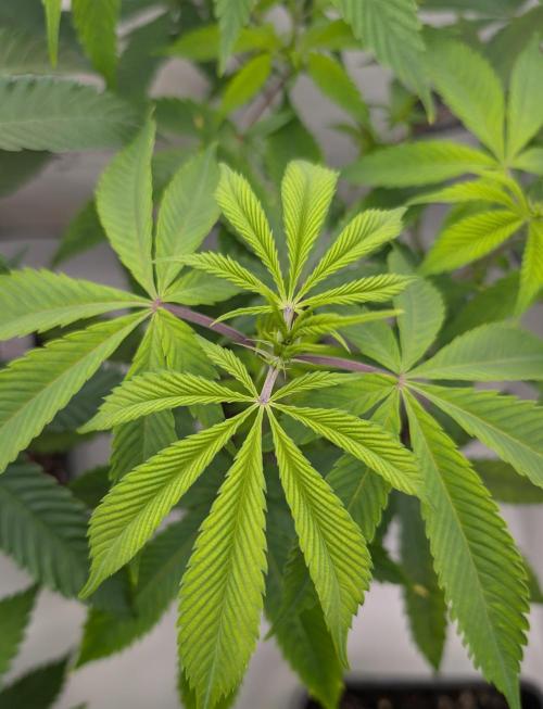 More Banana. Week 0 - #1