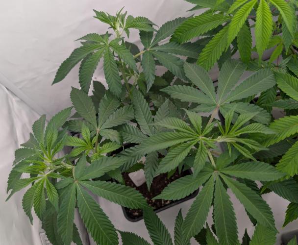 More Banana. Week 0 - #2