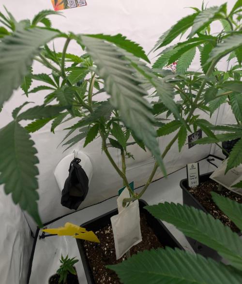 More Banana. Week 0 - #2