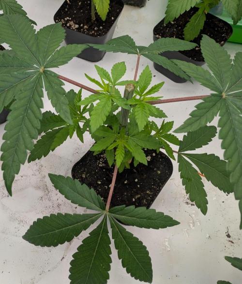 Chase the pie. Week 7 - #1