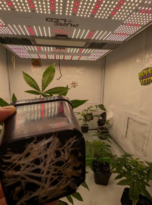 Chase the pie. Week 7 - #3 best rooting