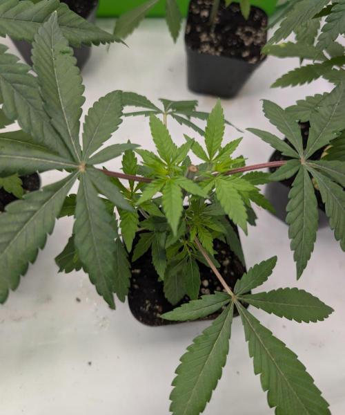 Chase the pie. Week 7 - #3