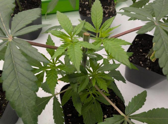 Chase the pie. Week 7 - #3