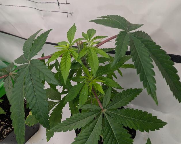 Chase the pie. Week 7 - #4