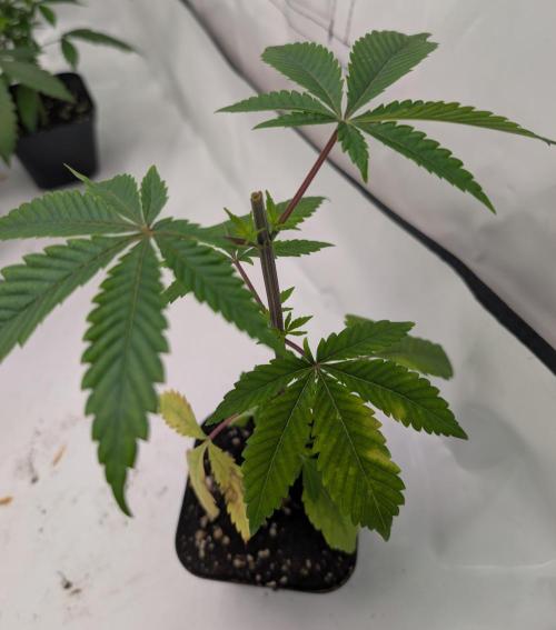 Chase the pie. Week 7 - #5