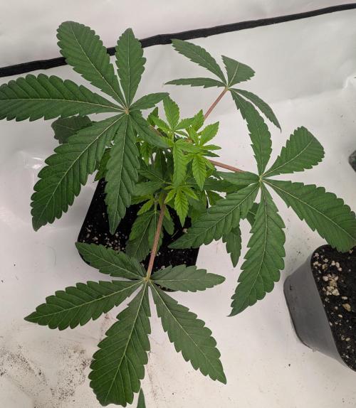 Chase the pie. Week 7 - #6