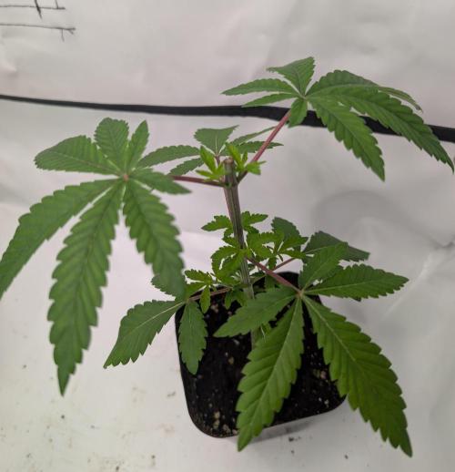 Chase the pie. Week 7 - #7