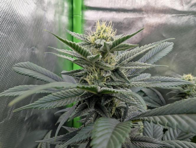 here we go again. Week 6