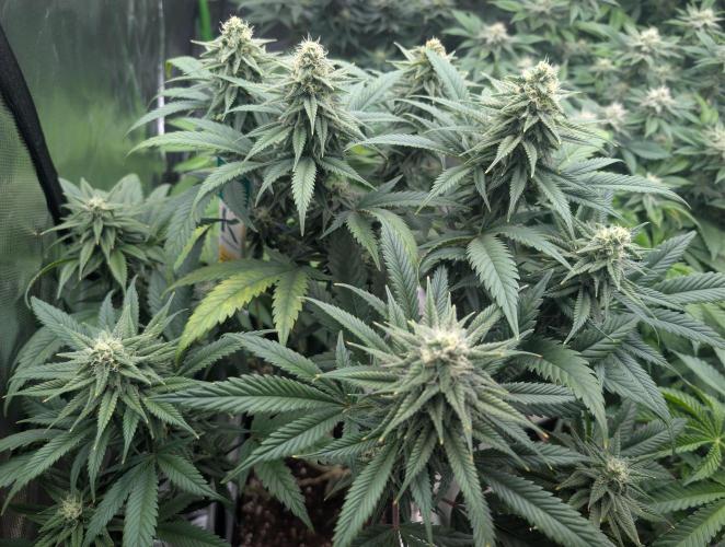 Tiramisu #2. Week 13