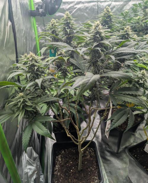 Tiramisu #2. Week 13