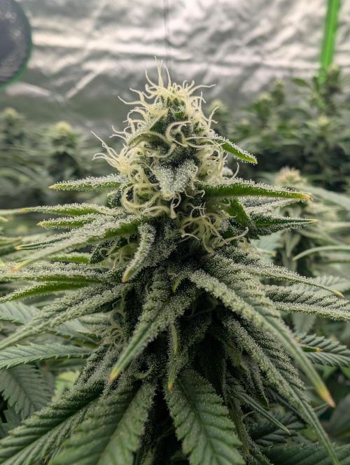 Tiramisu #2. Week 13