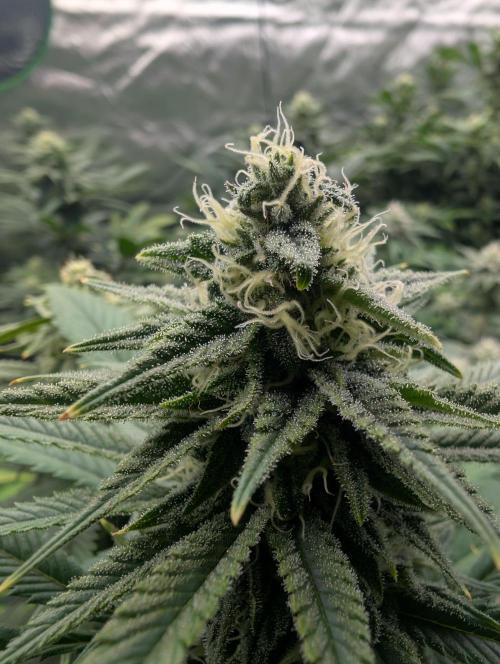 Tiramisu #2. Week 13