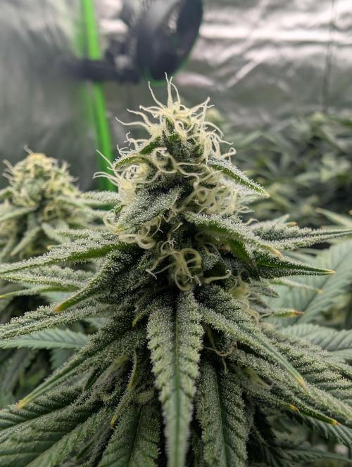 Tiramisu #2. Week 13