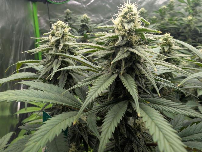 Tiramisu #2. Week 13