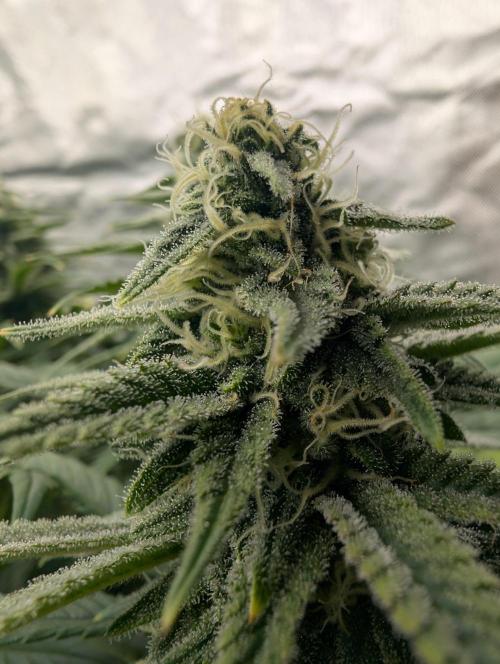 Tiramisu #2. Week 13