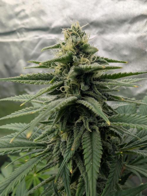 Tiramisu #2. Week 13