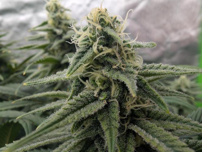 Tiramisu #2. Week 13