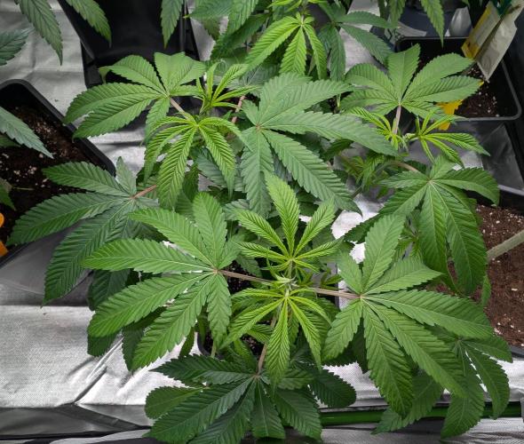 Papayaya. Week 1 - #1