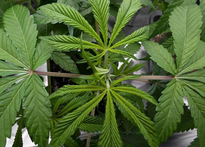 Papayaya. Week 1 - #1