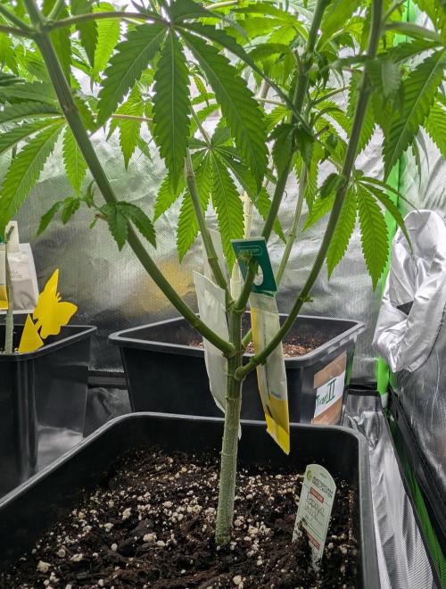 Papayaya. Week 1 - #1