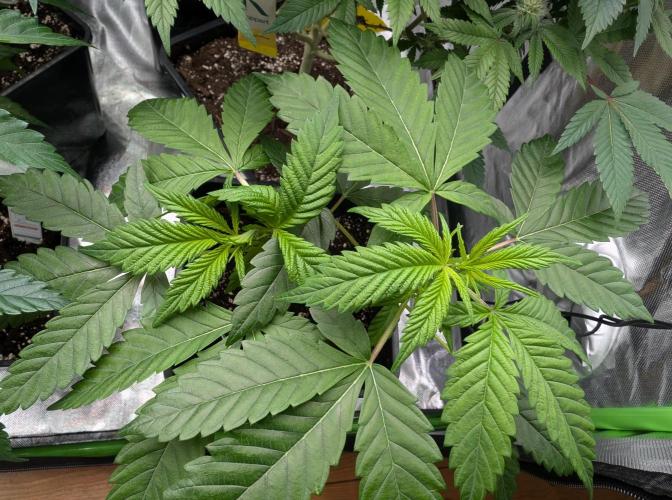 Papayaya. Week 1 - #2