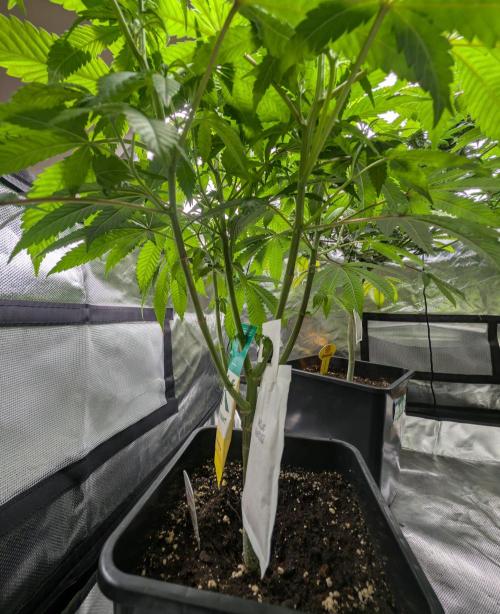 Papayaya. Week 2 - #1