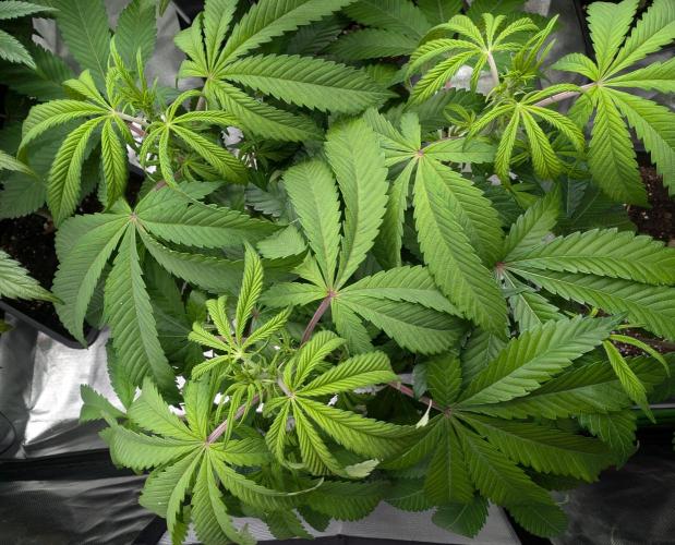 Papayaya. Week 2 - #1