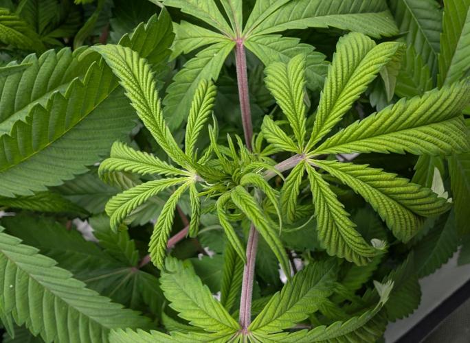 Papayaya. Week 2 - #1