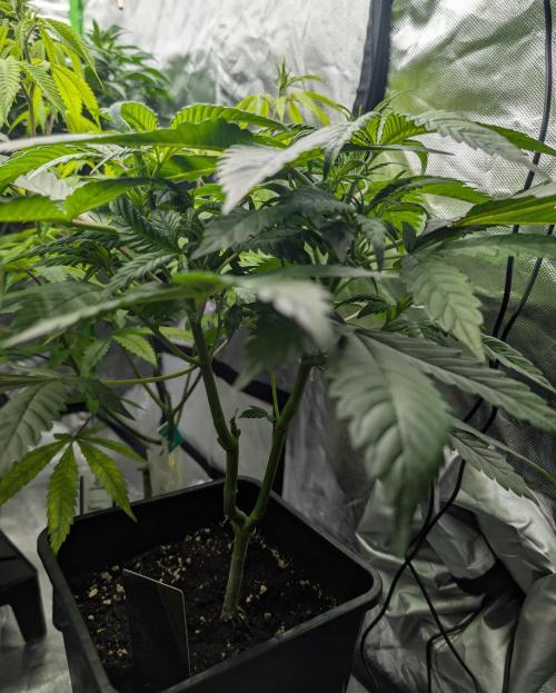 Papayaya. Week 2 - #2