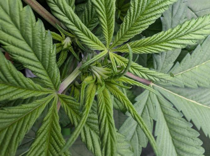 Papayaya. Week 2 - #2