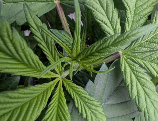 Papayaya. Week 2 - #2