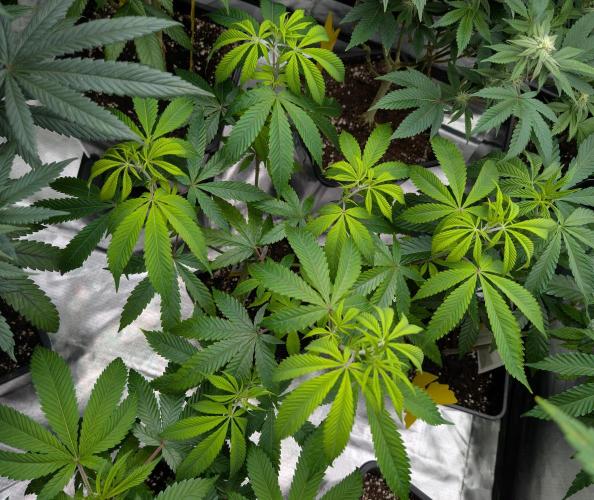 More Banana. Week 1 - #1