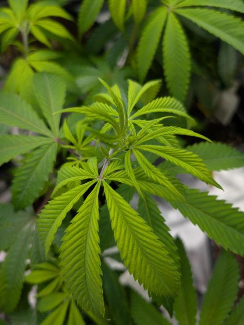 More Banana. Week 1 - #1