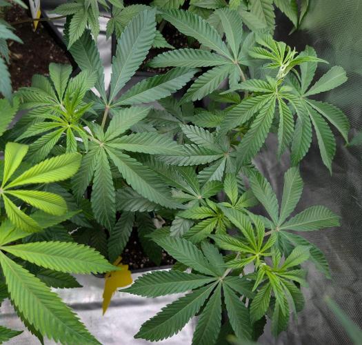 More Banana. Week 1 - #2