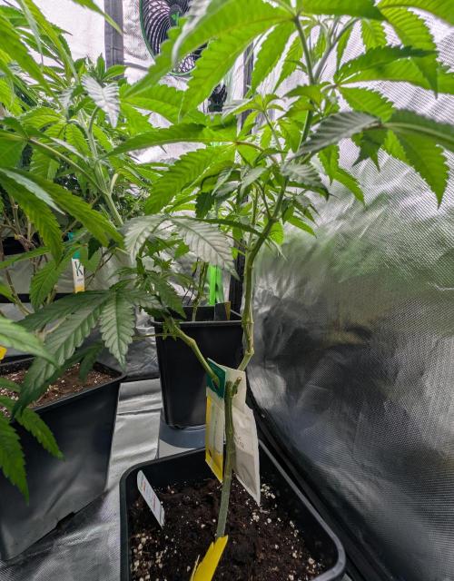 More Banana. Week 1 - #2