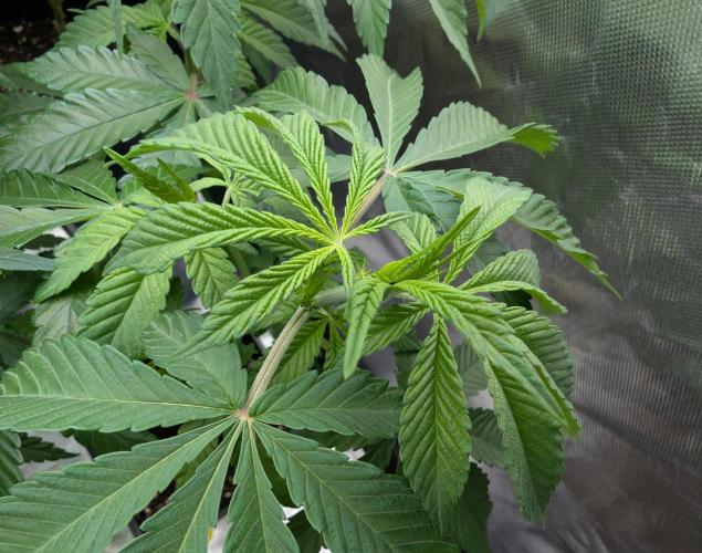 More Banana. Week 1 - #2