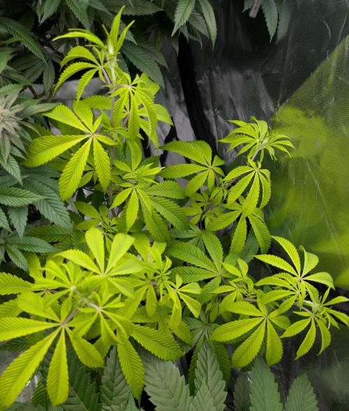 More Banana. Week 2 - #1