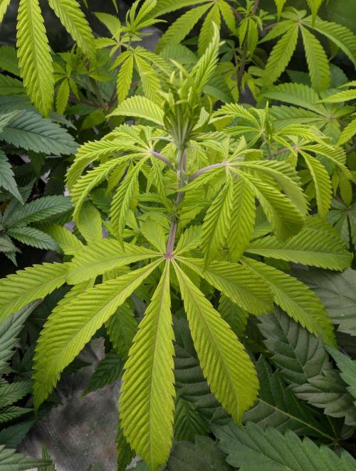 More Banana. Week 2 - #1