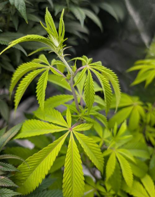 More Banana. Week 2 - #1