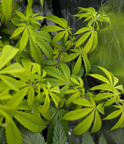 More Banana. Week 2 - #1