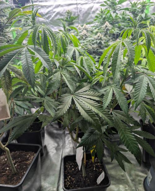 More Banana. Week 2 - #2