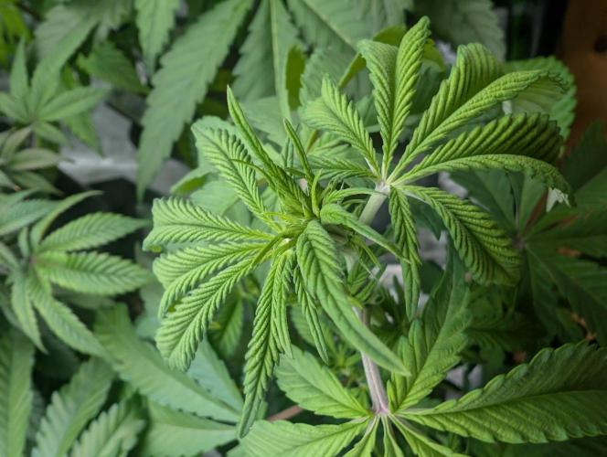 More Banana. Week 2 - #2