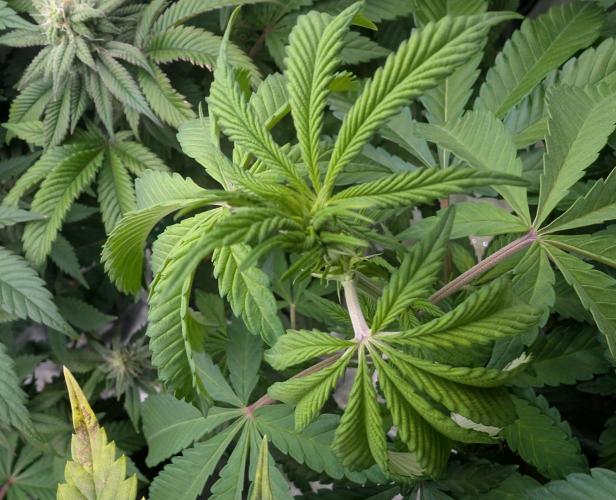 More Banana. Week 2 - #2