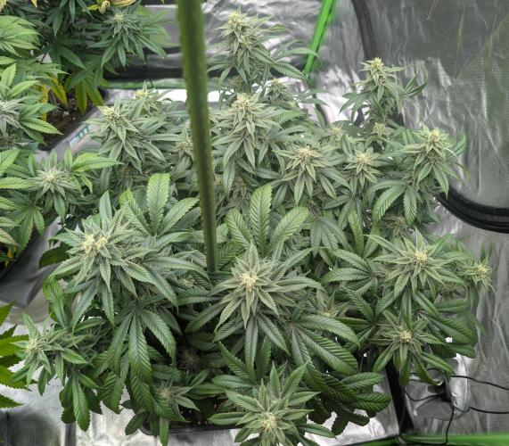 here we go again. Week 7