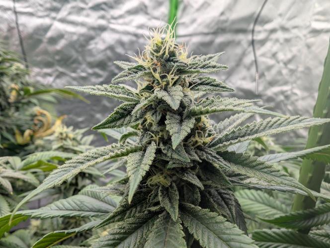 here we go again. Week 7