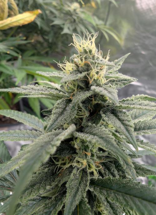 here we go again. Week 7