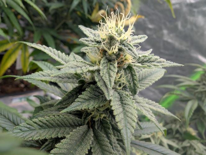 here we go again. Week 7