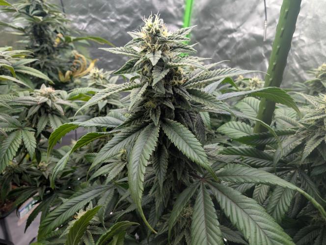 here we go again. Week 7