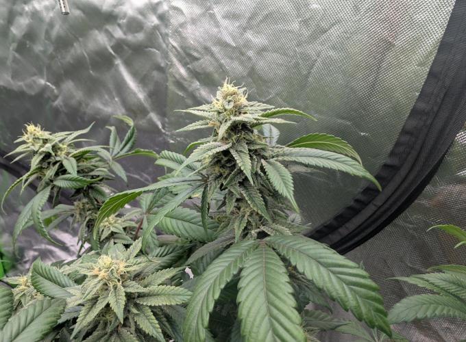 here we go again. Week 7